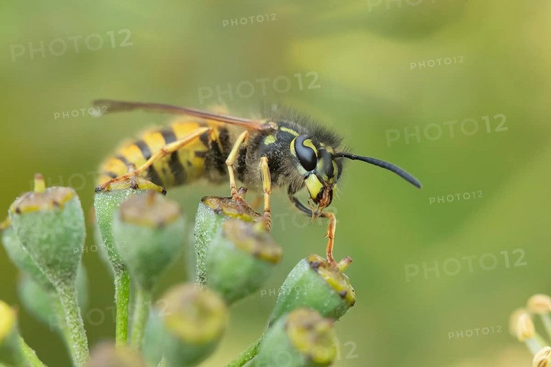 Common wasp (Vespula vulgaris) adult insect on an Ivy seedhead in autumn, England, United Kingdom