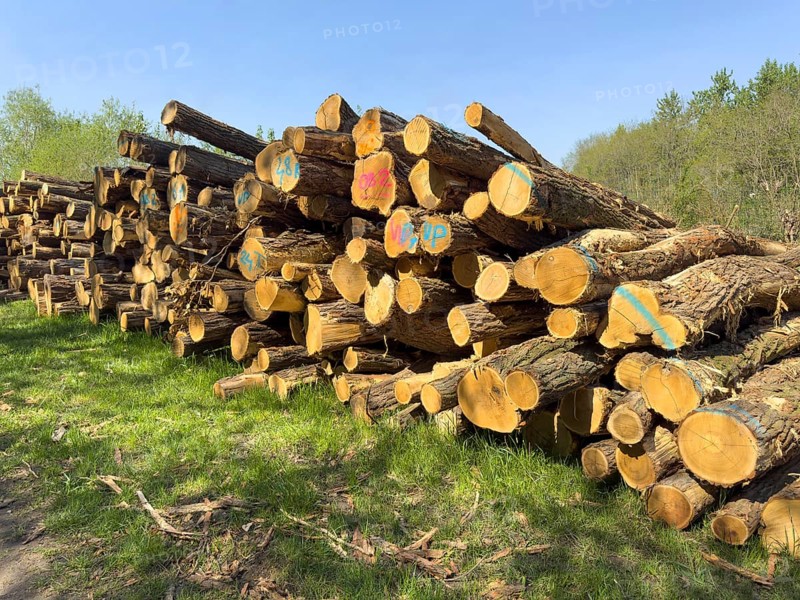 Freshly felled, delimbed, colour-coded, stacked tree trunks lying at the edge of a forest, Germany