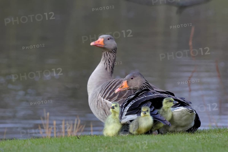 Graugans, lat. Anser anser, Familie mit kleinen Kücken rastend