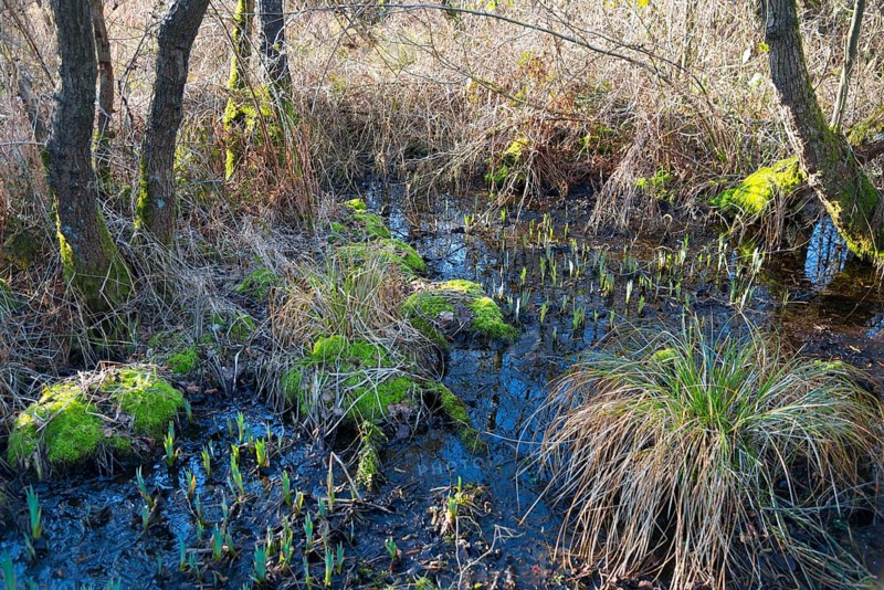 Swamp forest, De Alde Feanen National Park, the old fen, Earnewald, Eernewoude, Friesland, Fryslân, Netherlands