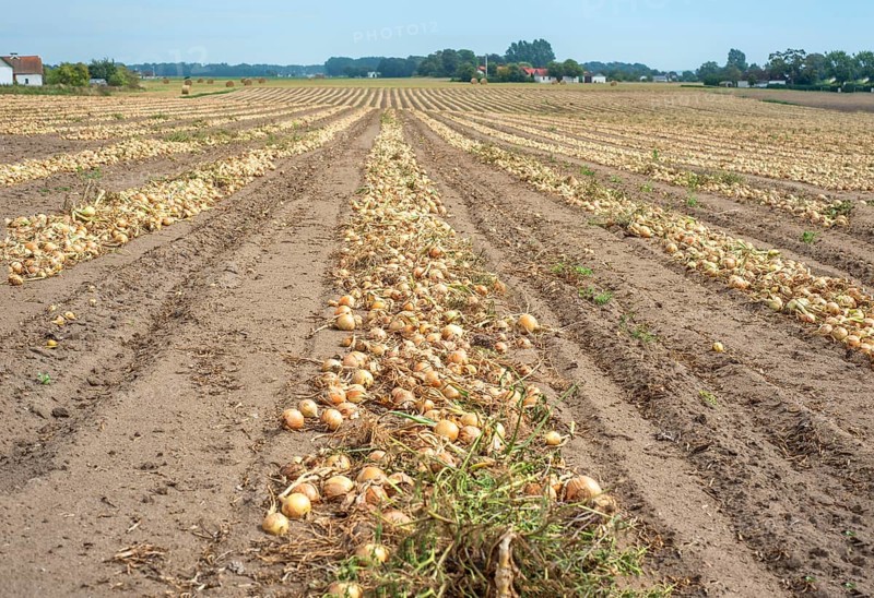 Harvested yellow onions in rows for drying in the field on Ingelstorp, Ystad Municipality, Skåne County, Sweden, Scandinavia