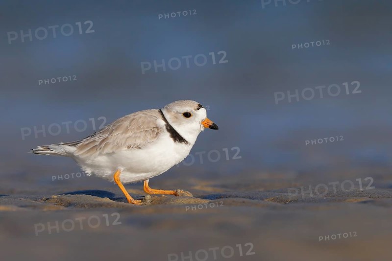 Piping Plover (Charadrius melodus) on the beach, Massachusetts, USA