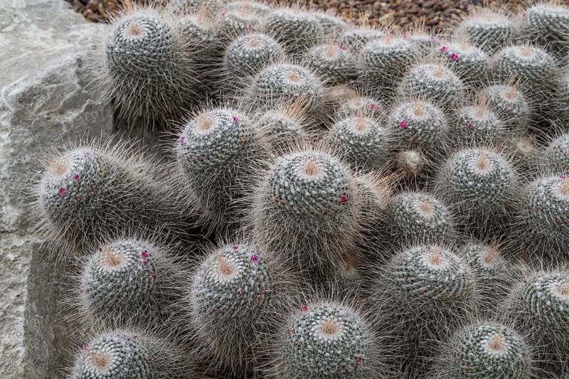 Close-up of spiny cacti with scattered pink flower dots, cactus plant (Mammillaria parkinsonii), Princess of Wales Conservatory, Royal Botanic Gardens (Kew Gardens), UNESCO World Heritage Site, Kew, Greater London, England, United Kingdom