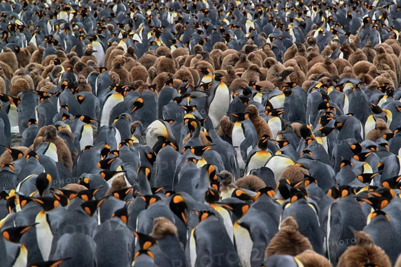 Antarctica, South Georgia, snow, ice, winter, king penguin (Aptenodytes patagonicus), colony, Salisbury Plain, colony, Salisbury Plain, South Georgia, Antarctica