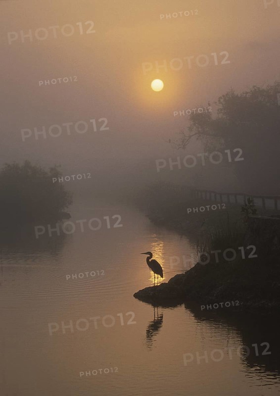Great Blue Heron (Ardea herodias), Florida, USA