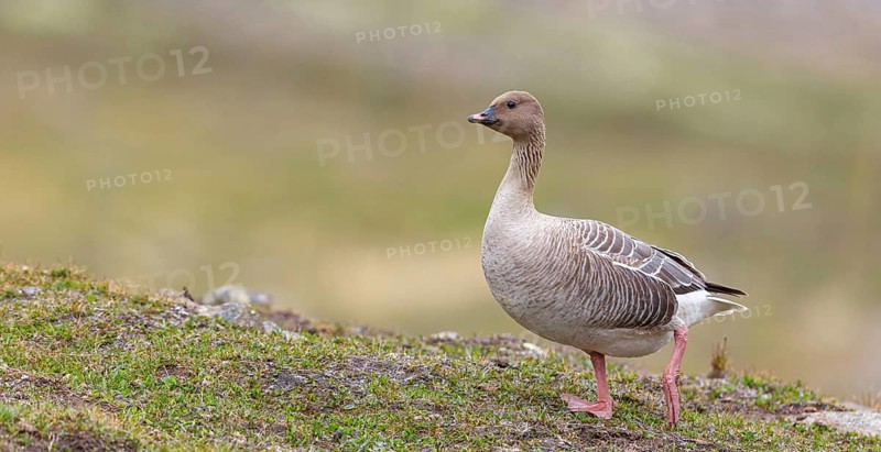 Pink-footed goose (Anser brachyrhynchus), Longyearbyen, Svalbard / Spitsbergen, Norway