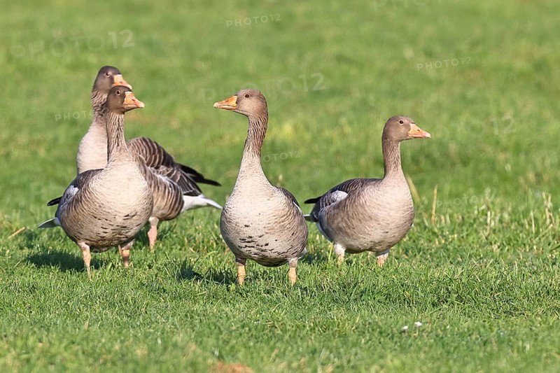 Greylag goose (Anser anser) several geese standing in a meadow, Bieslicher Insel, Lower Rhine, North Rhine-Westphalia, Germany