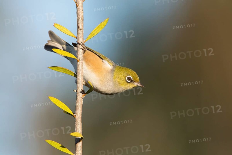 Silvereye (Zosterops lateralis), Victoria, Australia