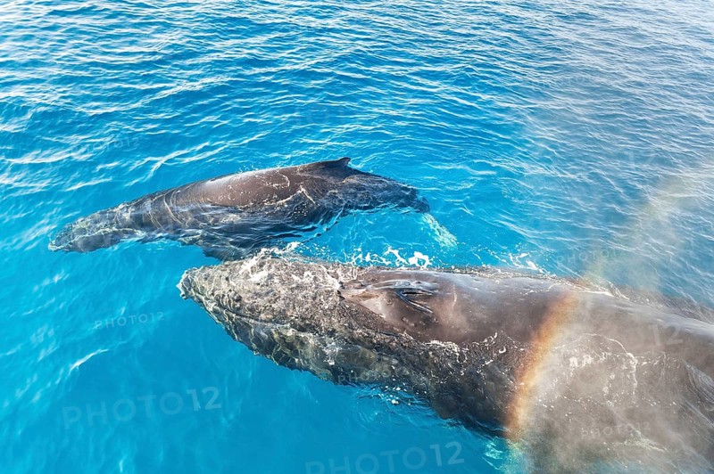 A Humpback Whales family surfacing and exhaling, Hervey Bay, Queensland, Australia