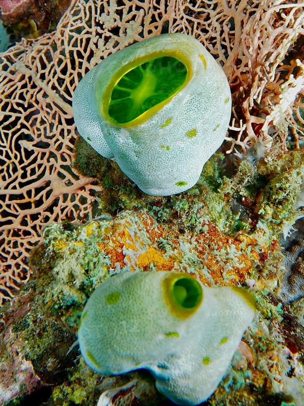 Two specimens of Green Urn Sea Squirt (Didemnum molle) on a coral in a reef, dive site Prapat, Penyapangan, Bali, Indonesia