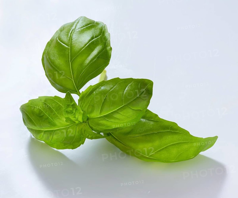 Basil (Ocimum basilicum), on white background, studio shot