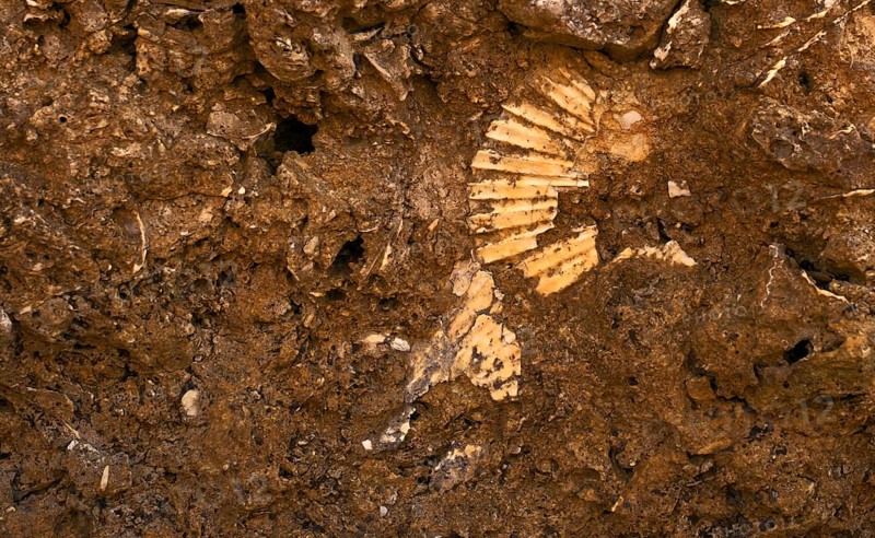 Fossilised shell on the beach, shell limestone, Praia da Dona Ana, Lagos, cliffs, Atlantic Ocean, Algarve, Portugal