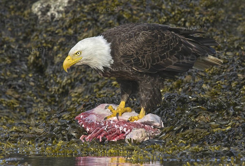 Bald Eagle (Haliaeetus leucocephalus), British Columbia, Canada