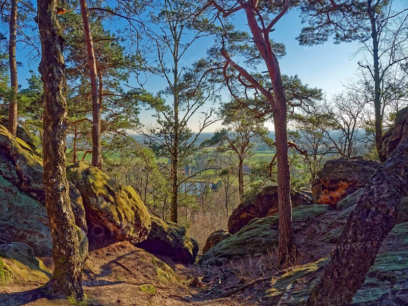 The Dörenther Cliffs, boulders and trees rooted into the rock, in the UNESCO Geopark TERRA vita in the Teutoburg Forest. Osnabrück, Lower Saxony, Germany