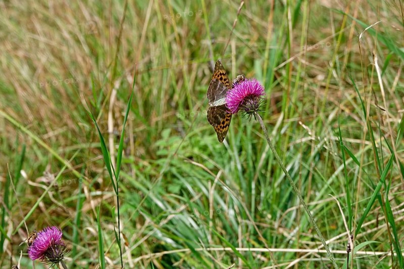 Emperor Cloak (Argynnis paphia), August, Bavaria, Germany