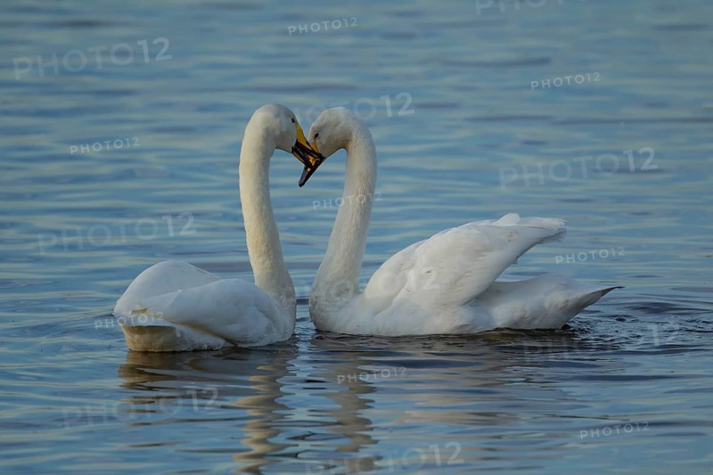 Whooper swan (Cygnus cygnus) two adult birds performing their courtship love display on a lake, England, United Kingdom