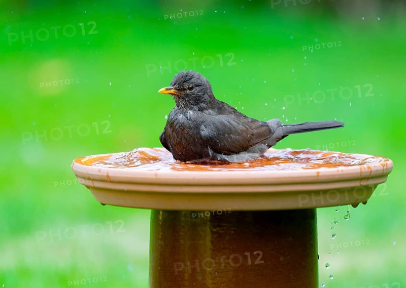 Blackbird (Turdus merula) sitting in a bird bath in the garden and bathing, Lower Saxony, Germany