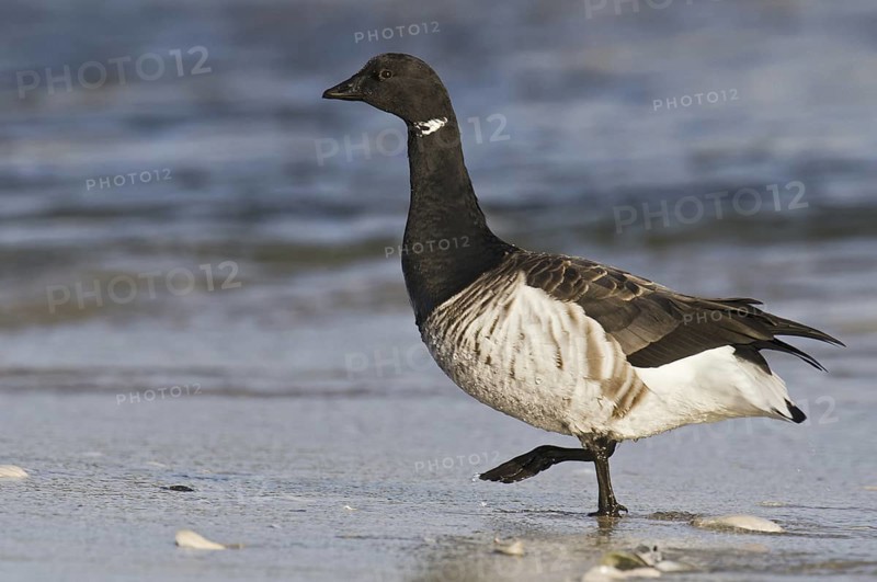 Brant Goose (Branta bernicla), New Jersey, USA
