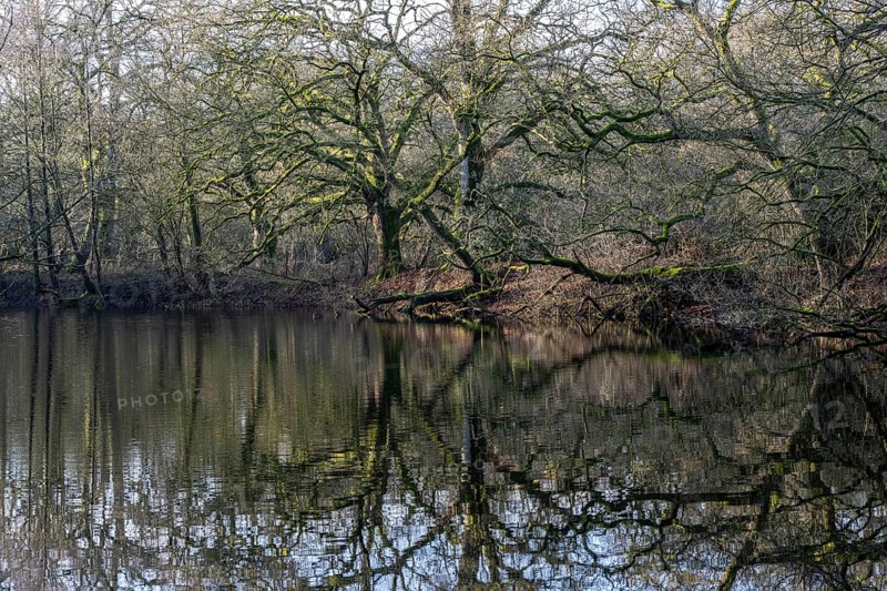 English oaks (Quercus robur) at a pond, Emsland, Lower Saxony, Germany