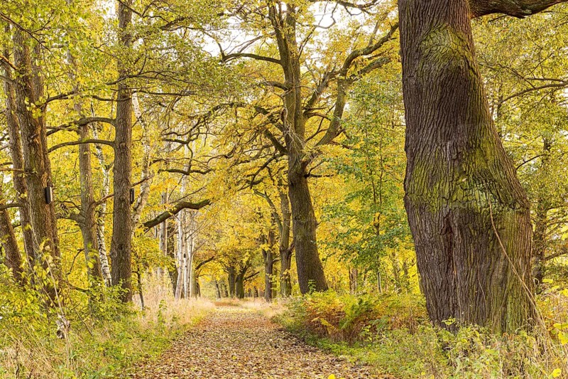 Elephant oak and avenue with old oaks (Quercus) at the large pond in the Spreer Heide in autumn, Hähnichen near Rothenburg, Upper Lusatia, Saxony, Germany