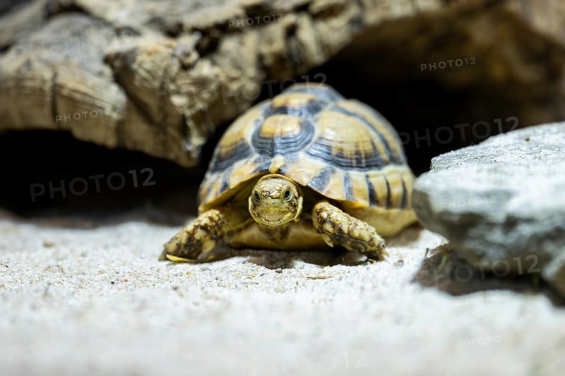 Hermann's tortoise (Testudo hermanni) between rocks, captive, Germany