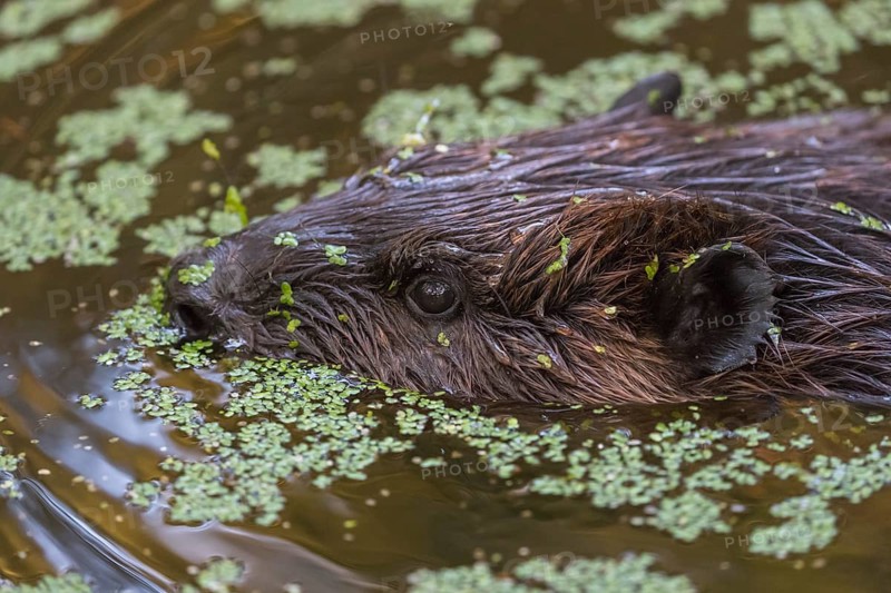 One North American beaver or Canadian beaver, Castor canadensis, swimming through a pond covered with green Lemna minor, the common duckweed