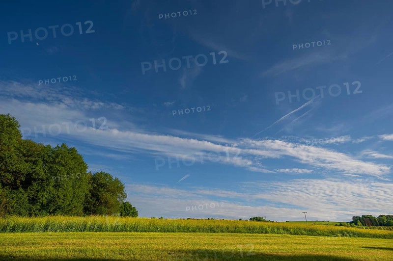 Flowering rape field, (Brassica napus) cloudy sky, Beerbach, Middle Franconia, Bavaria, Germany