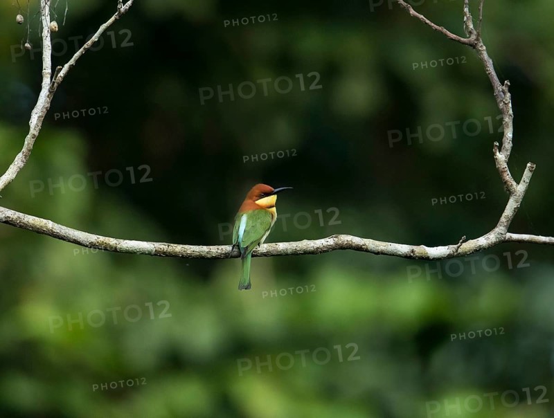 Chestnut headed bee eater (Merops leschenaulti), Kaeng Krachan National Park, Phetchaburi Province, Thailand