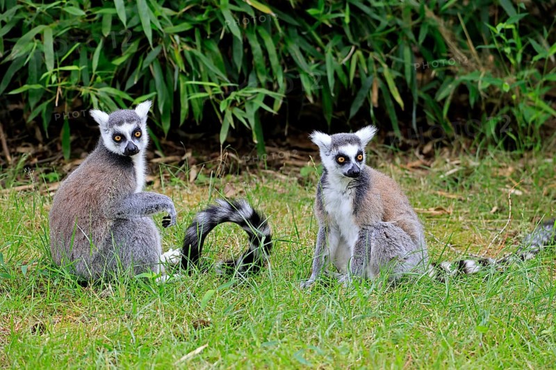 Catta (Lemur catta) adult, two cattas, sitting on the ground, Magaskar
