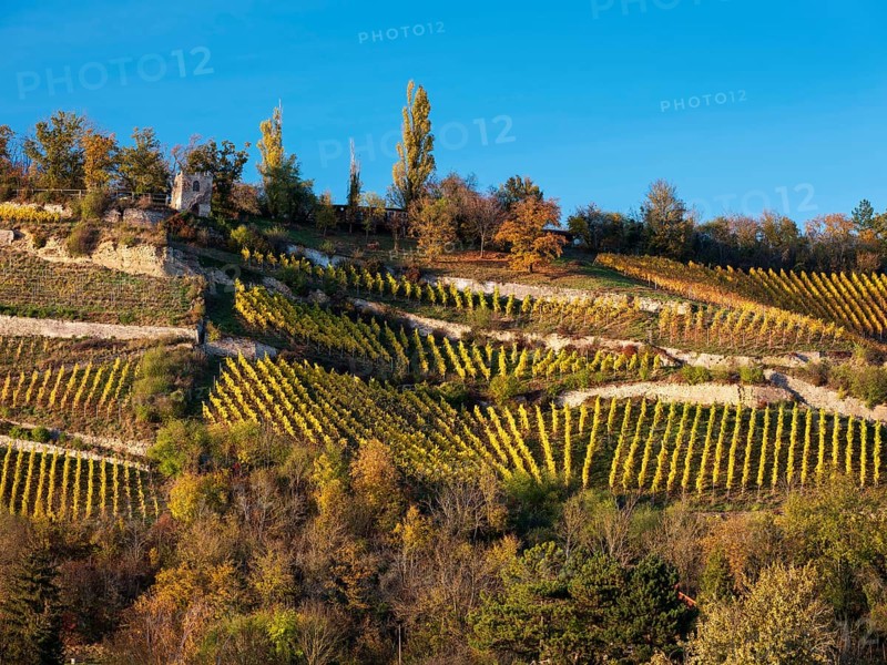 Vineyards divided into terraces with dry stone walls in the evening light under a blue sky, autumn in the Saale valley near Naumburg, Burgenlandkreis, Saxony-Anhalt, Germany