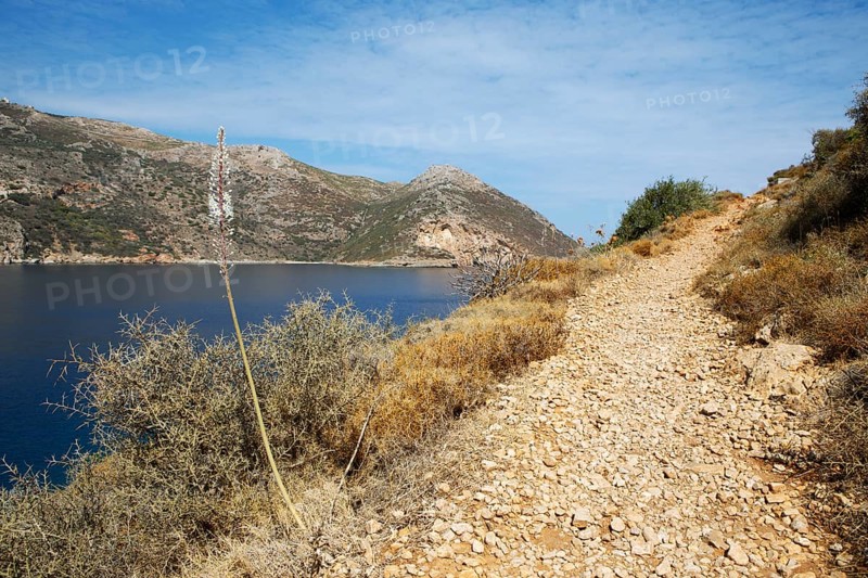 Coastal path and maritime squill (Urginea maritima) at the Laconian Gulf near Porto Kagio, Mani, Laconia, Peloponnese, Greece