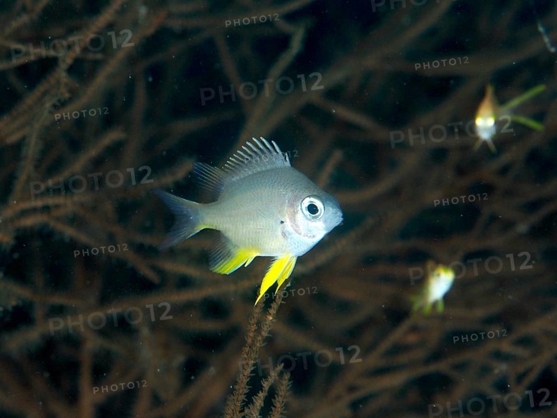 Grey fish with yellow fins, Golden damselfish (Amblyglyphidodon aureus) juvenile, swimming in front of a soft coral, dive site Twin Reef, Penyapangan, Bali, Indonesia
