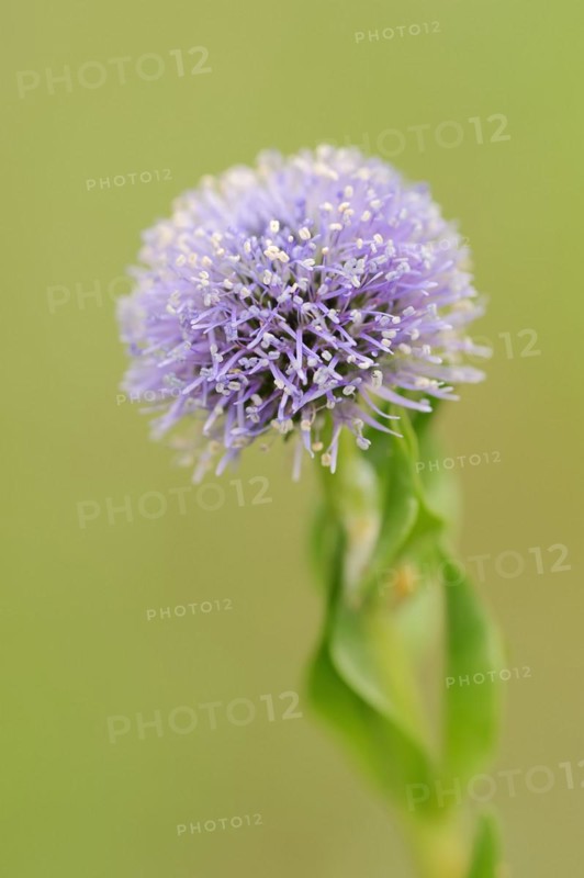Common globe flower (Globularia punctata, Globularia bisnagarica), Provence, southern France