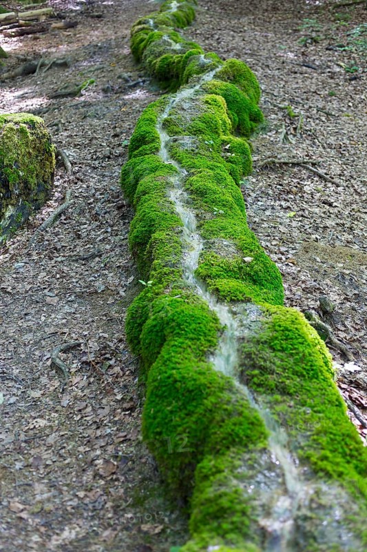 Natural phenomenon in the forest, stone channel of Roschlaub, Scheßlitz, Upper Franconia, Bavaria, Germany