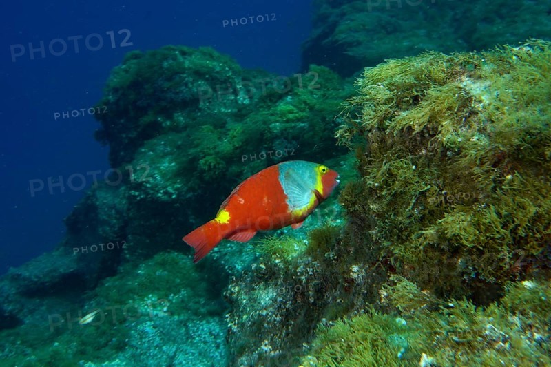A colourful Mediterranean parrotfish (Sparisoma cretense) swimming near an algae-covered rock face, dive site Cueva del Tiburon, Las Galletas, Tenerife, Canary Islands, Spain