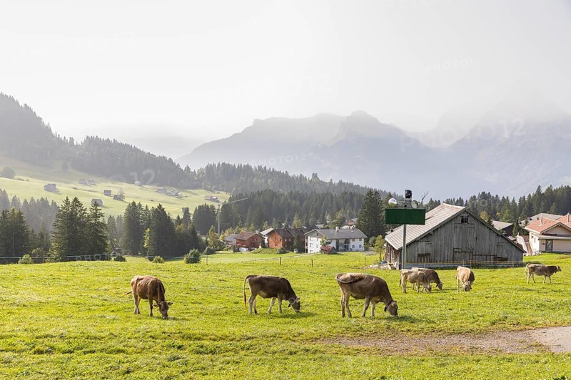 View of Arvenbüel, cattle grazing in the foreground, the mountains south of Lake Walen in the background, Amden, St. Gallen, Salix helvetica