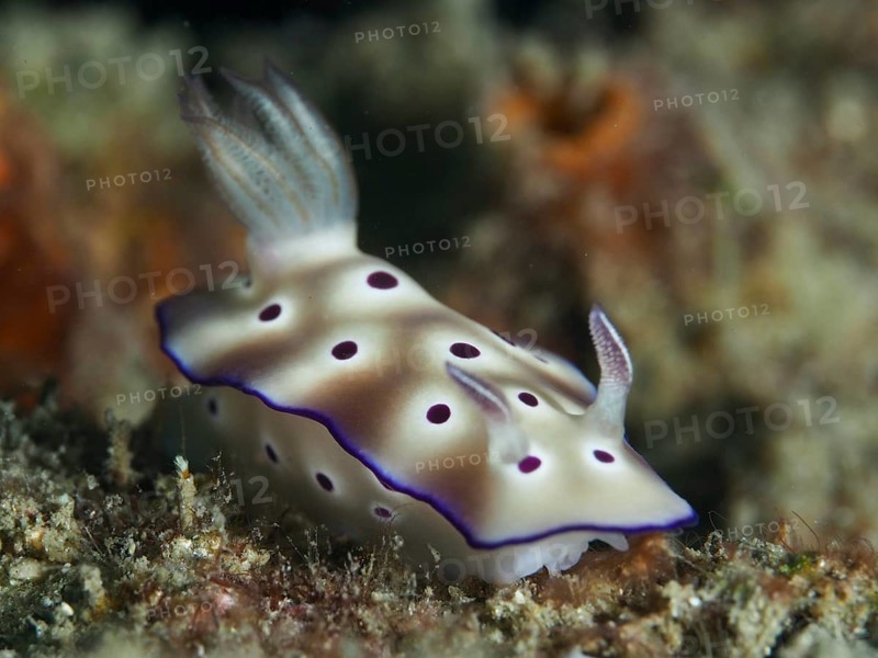 White spotted nudibranch, magnificent star snail (Hypselodoris tryoni), on seabed, crawling in natural habitat, dive site Gondol Reef, Gondol, Bali, Indonesia