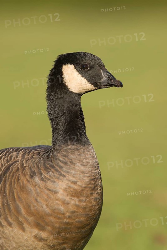 Cackling Goose (Branta hutchinsii minima), British Columbia, Canada