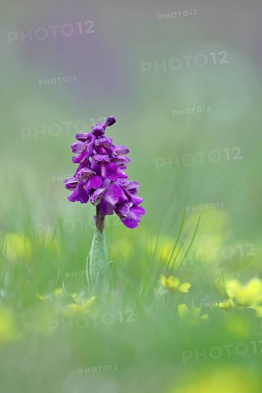 Green-winged orchid (Anacamptis morio), single flower in a meadow, close-up, Hesse, Germany