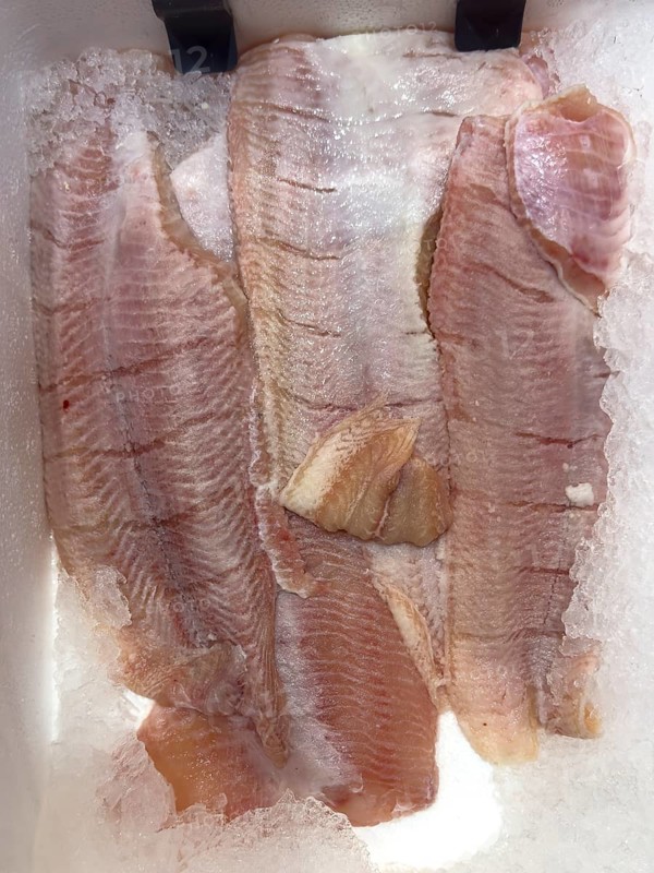 Display of fish caught fresh fish African catfish hybrid (Heterobranchus longifilis) x (Clarias gariepinus) on ice in refrigerated counter Fish counter of fishmonger Fish sales, food trade, fish trade, speciality shop, Germany