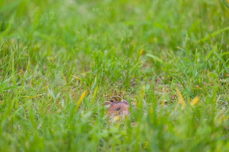 A European hamster (Cricetus cricetus), Eurasian hamster, black-bellied hamster or common hamster, forages for food on fresh green grass