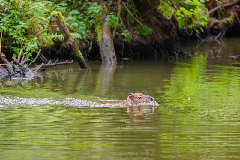 A (greater) capybara (Hydrochoerus hydrochaeris) swims across a river