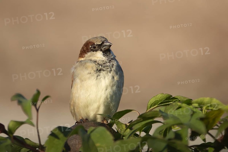 House sparrow (Passer domesticus) adult male bird in a garden hedgerow, Suffolk, England, United Kingdom
