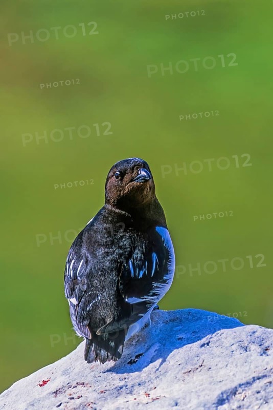 Little auk (Alle alle) sitting and looking back on a rock in the arctic Svalbard, Norway