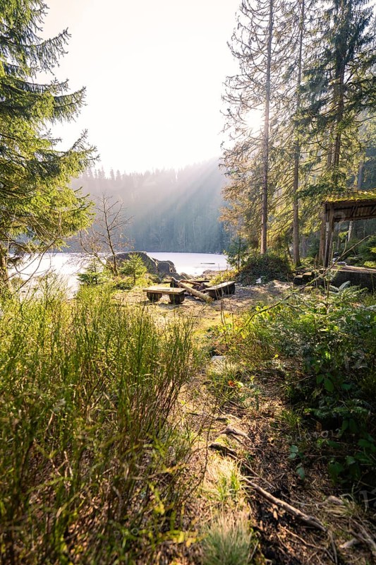 A sun-drenched forest with a view of a lake, quiet and peaceful surroundings, Glaswaldsee, Bad Rippoldsau-Schapbach, district of Wolfach, Black Forest, Germany