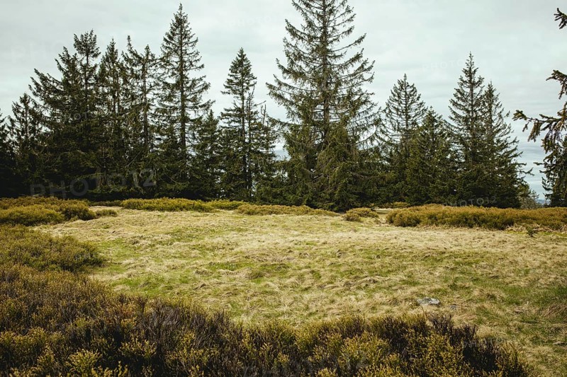 Schachten between Gentiana bavarica and Kleinem Arber, Bavarian Forest, Bavaria, Germany