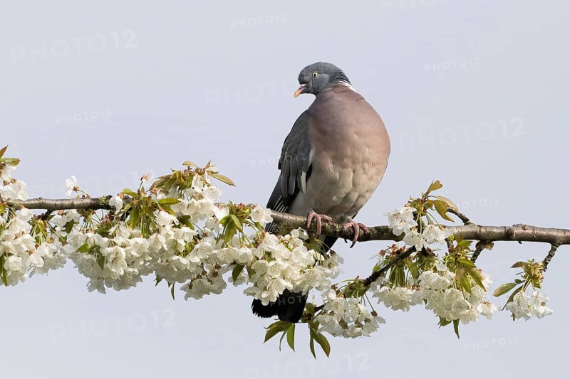 A wood pigeon (Columbus palumbus) sitting on a flowering branch surrounded by white flowers, Hesse, Germany