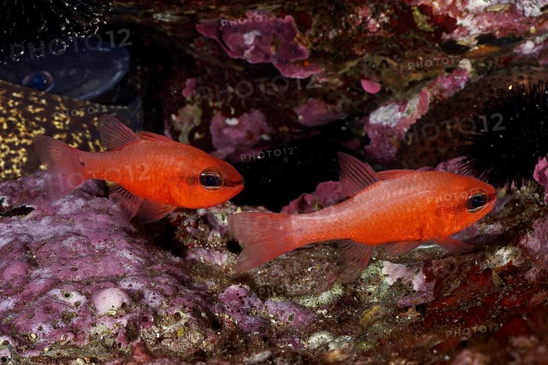 Two orange fish, king mullet (Apogon imberbis), swimming above colourful red algae, dive site Sec de la Jeaune Garde, Giens peninsula, Provence Alpes Côte d'Azur, France