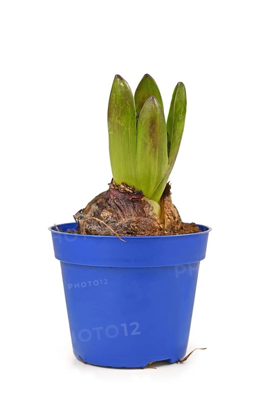 Small (Hyacinthus) flower bulb with leaves in blue flower pot on white background