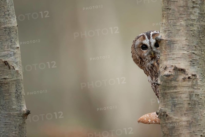 Tawny owl (Strix aluco) adult bird resting on a Bracket fungi on a Silver birch tree in a woodland in autumn, England, United Kingdom